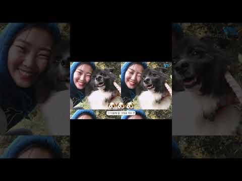 #Shorts 동물에게 건네는 진심 어린 사랑! 🇯🇵 일본 봉사활동 후기