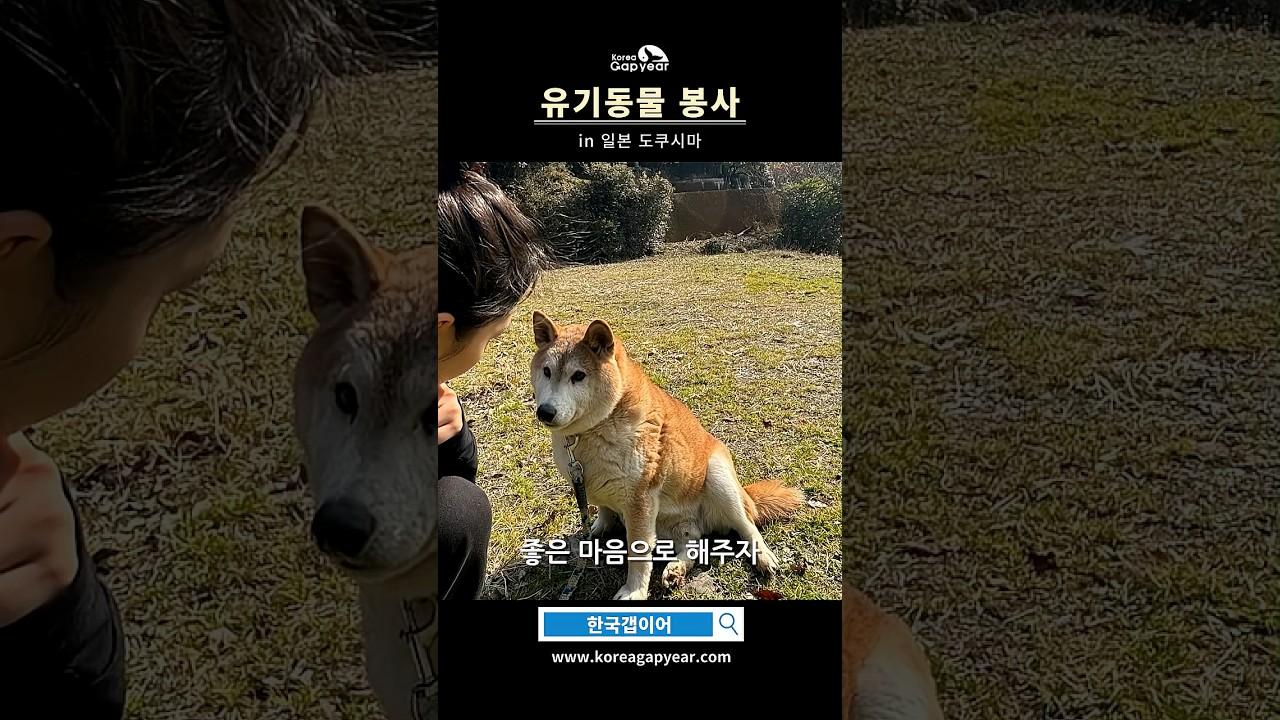 일본 소도시 도쿠시마에서 나만의 이색 한달살기 하는 방법 l 유기동물 보호소 봉사 프로젝트